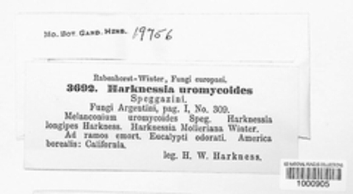 Harknessiaceae image